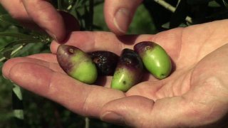 Reportage « L’oléiculture biologique, c’est tout naturel »